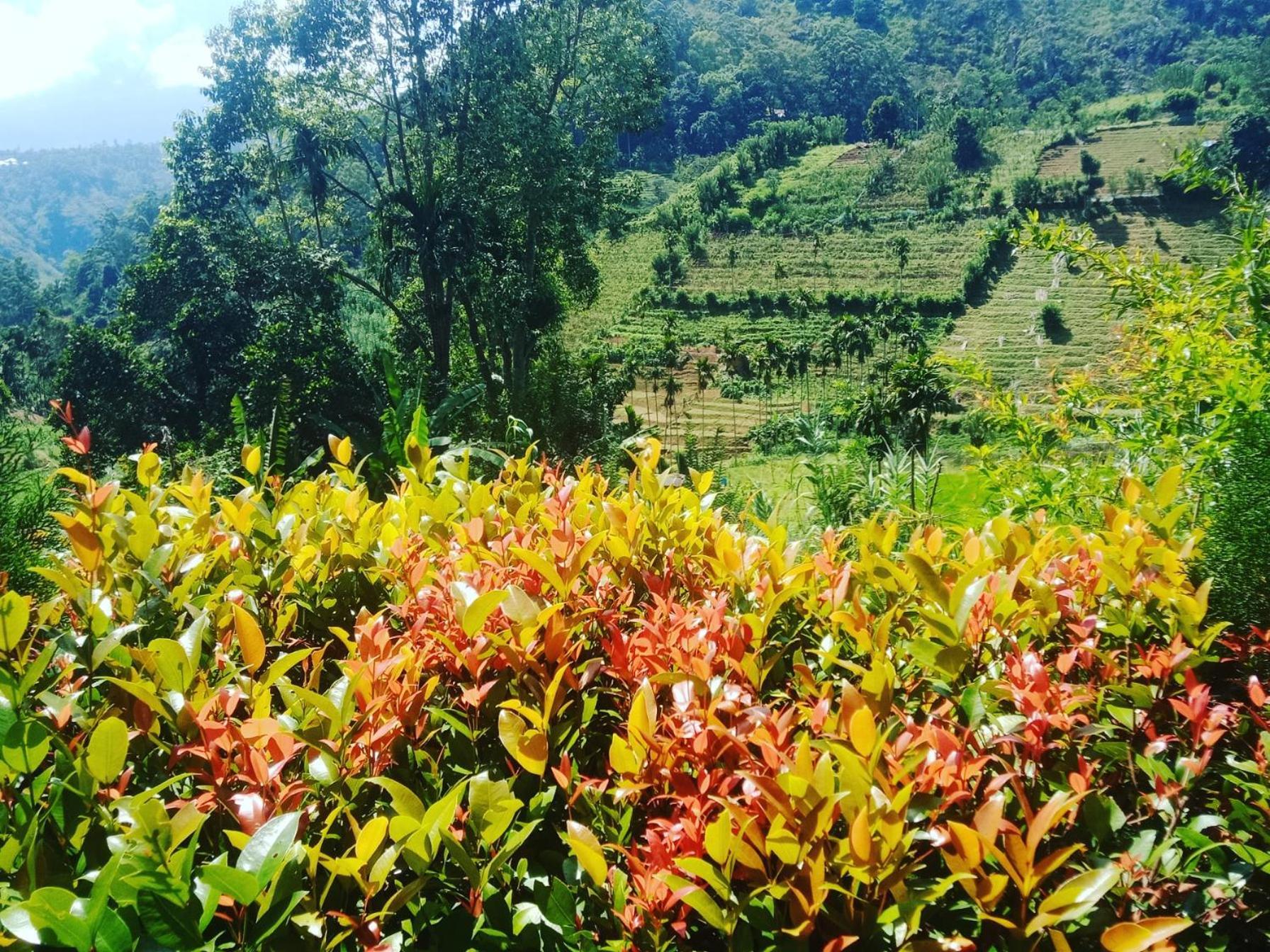 New Farmers Paradise Ella Rum bild