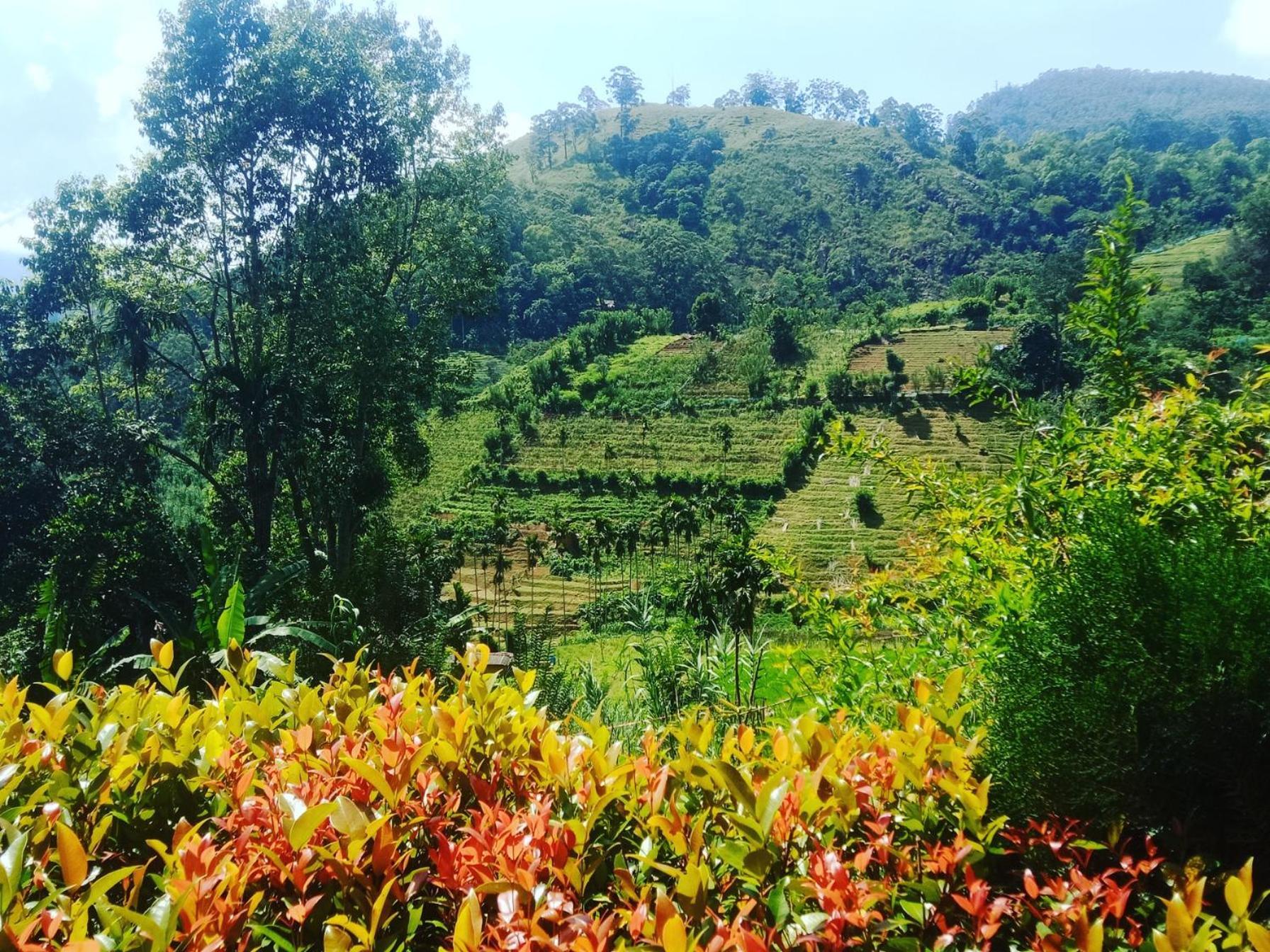 New Farmers Paradise Ella Rum bild
